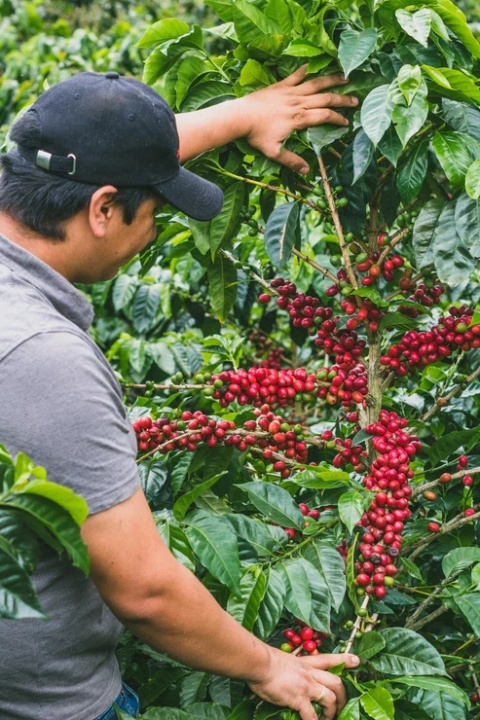 KB Coffee Roasters- Kolumbia Monteblanco, Mango - 250g